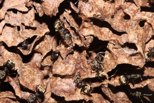 Dolichoderus bispinosus