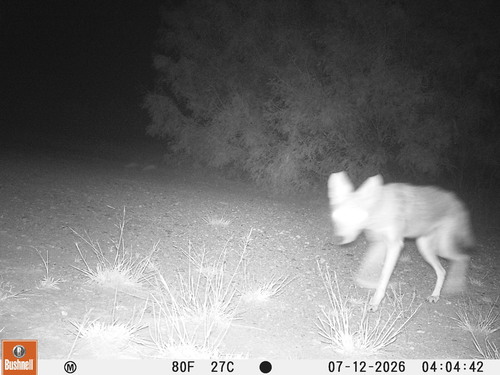 Coyote