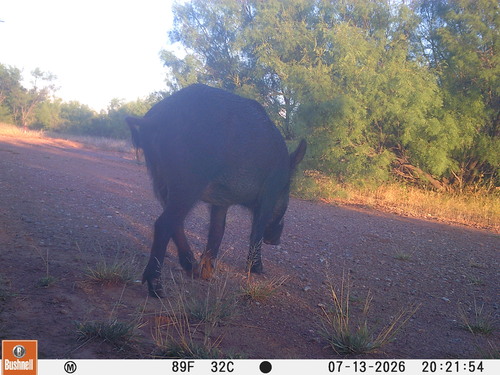 Wild Boar