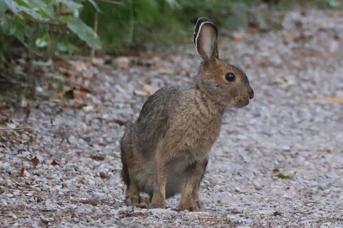 Snowshoe Hare observed by addylong