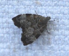 Choreutis melanopepla