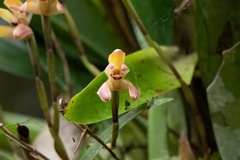 Maxillaria porrecta, photograph (c) Thibaud Aronson, some rights reserved (CC BY-SA)