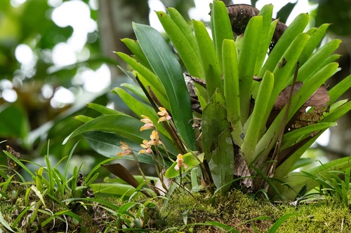 Maxillaria porrecta