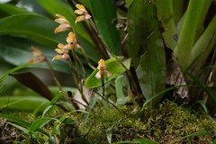 Maxillaria porrecta, photograph (c) Thibaud Aronson, some rights reserved (CC BY-SA)