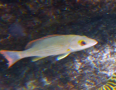 Lutjanus mahogoni