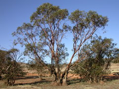 Eucalyptus behriana