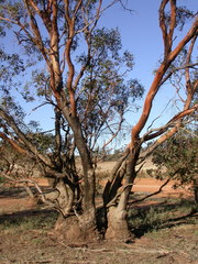 Eucalyptus behriana