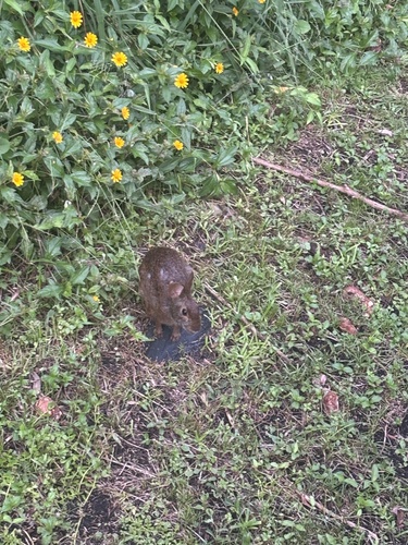 Marsh Rabbit observed by catalaniclaire