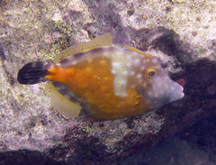 Cantherhines macrocerus