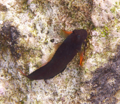 Ophioblennius macclurei