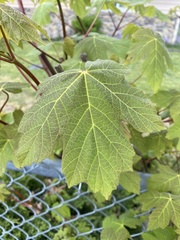 Acer macrophyllum
