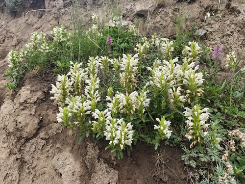 Dracocephalum heterophyllum
