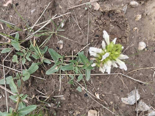 Dracocephalum heterophyllum, photograph 1