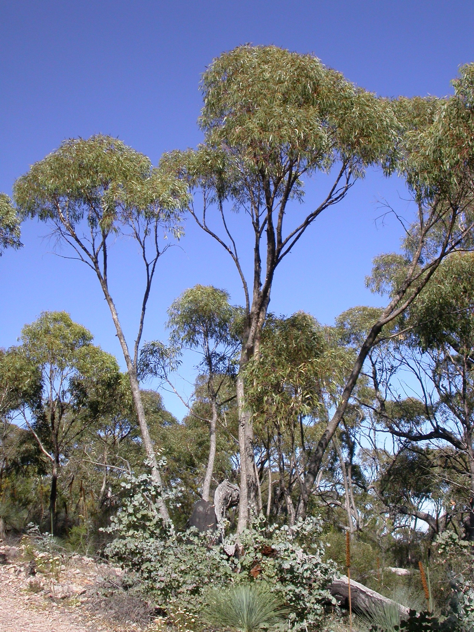 Eucalyptus goniocalyx