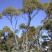 Eucalyptus goniocalyx goniocalyx - Photo (c) Dean Nicolle, some rights reserved (CC BY-NC), uploaded by Dean Nicolle