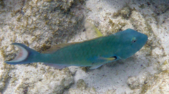 Sparisoma chrysopterum