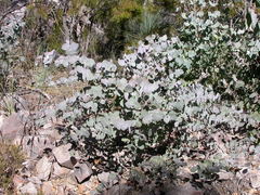 Eucalyptus goniocalyx goniocalyx