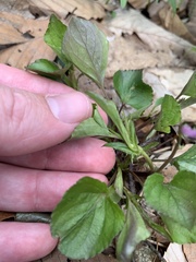 Viola rostrata