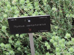 Thymus camphoratus