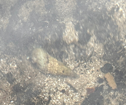 Rhinoclavis sinensis observed 2026-06-06