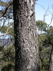 Eucalyptus goniocalyx goniocalyx