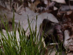 Trichophorum planifolium