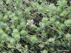 Thymus camphoratus