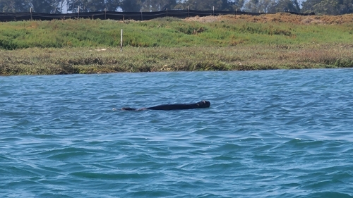 Sea Otter observed by aquadragon