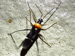 Pseudoxenetus regalis