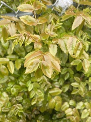 Berberis aquifolium