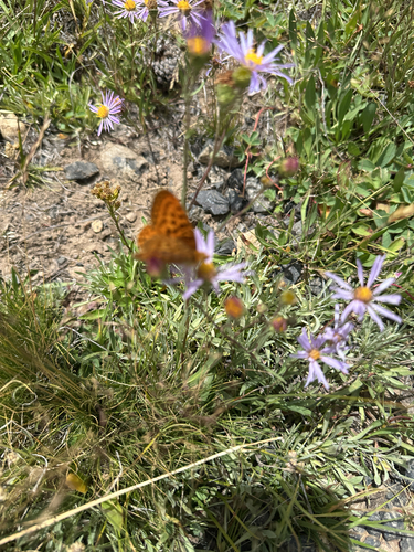iNaturalist observation photo of Pacific Fritillary