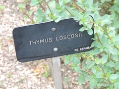 Thymus loscosii