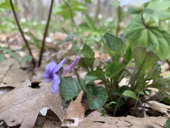 Viola rostrata