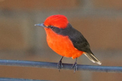 Pyrocephalus rubinus