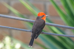 Pyrocephalus rubinus