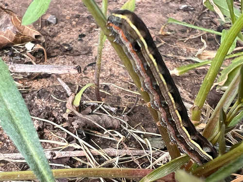 Yellow-striped Armyworm Moth