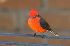 Pyrocephalus rubinus