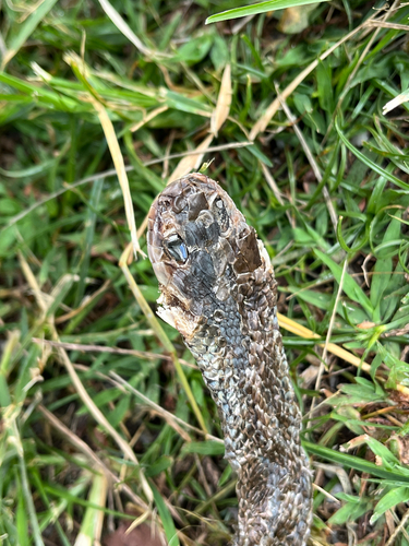 Indo-Chinese Rat Snake