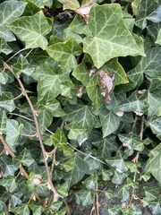 Hedera helix
