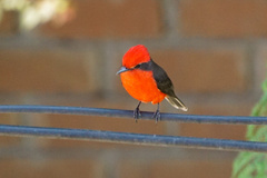 Pyrocephalus rubinus