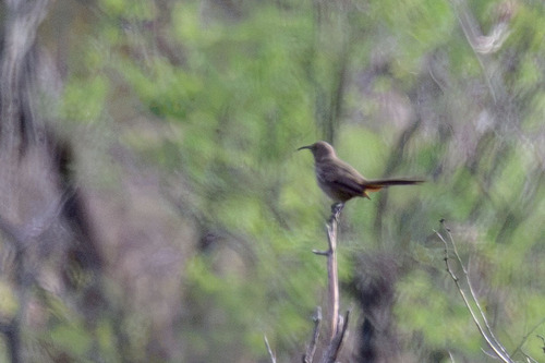 Crissal Thrasher