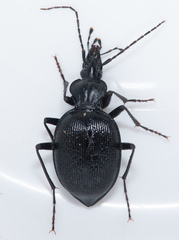 Scaphinotus interruptus