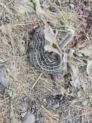 Thirteen-lined Ground Squirrel observed by dinosaurman