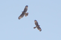 Parabuteo unicinctus