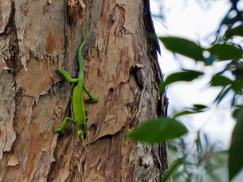 Trioceros jacksonii observed 2026-07-18