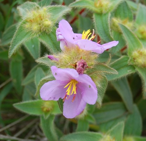 Dwarf Dissotis