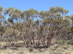 Eucalyptus percostata