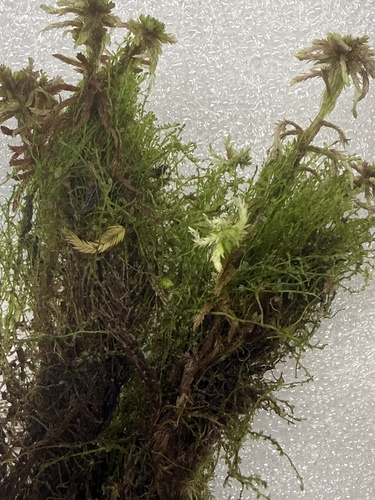 Cladopodiella, 2026-06-19