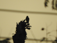 Psittacara holochlorus