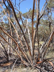 Eucalyptus percostata